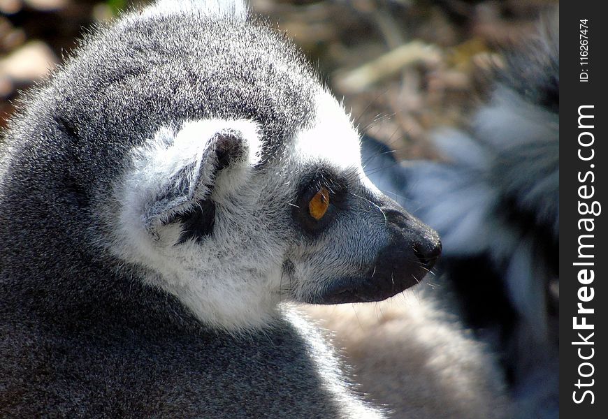 Fauna, Lemur, Primate, Wildlife