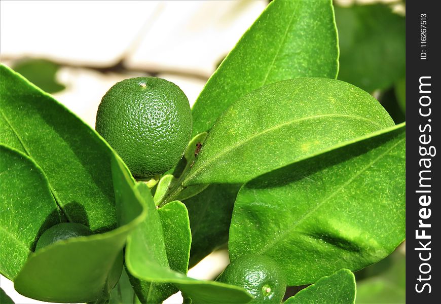 Leaf, Plant, Key Lime, Fruit