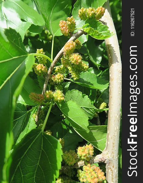 Plant, Fruit Tree, Mulberry, Mulberry Family