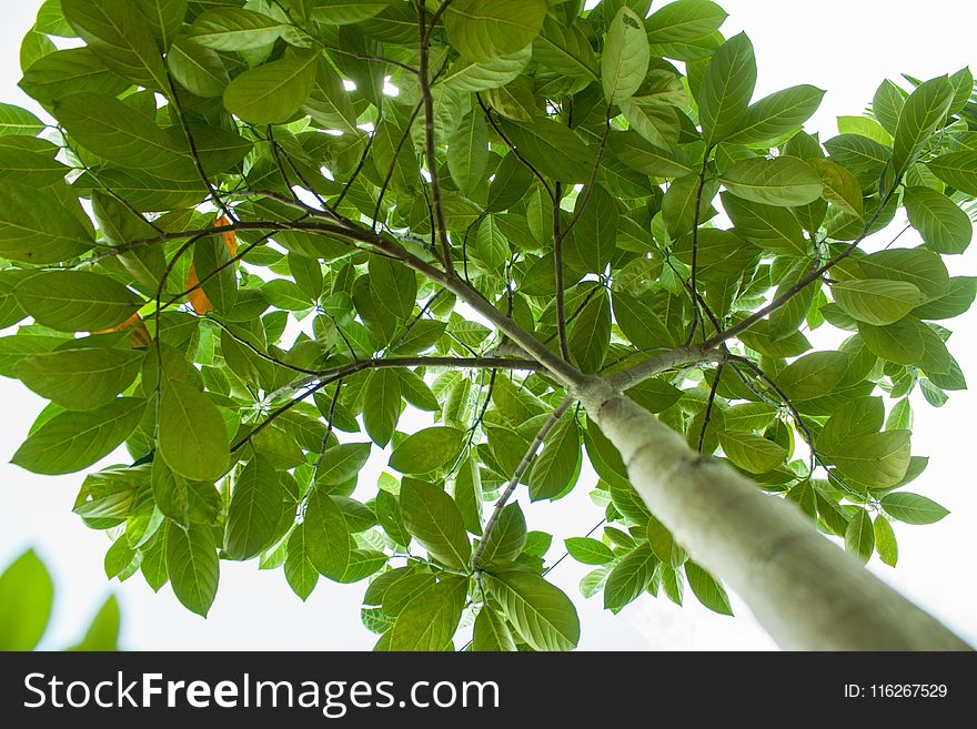 Plant, Leaf, Tree, Branch