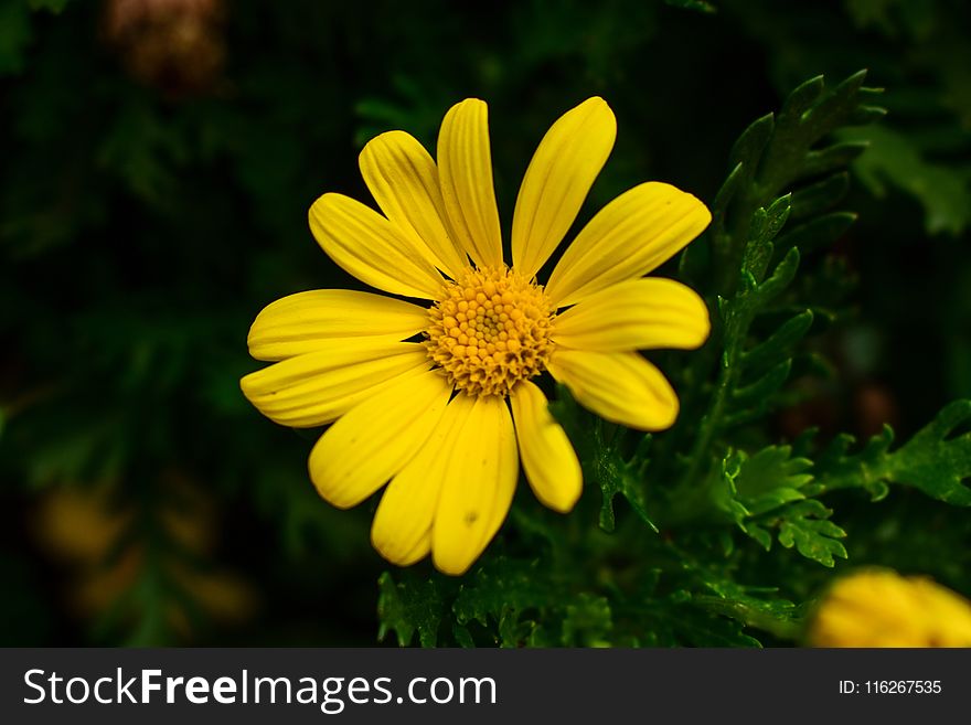 Flower, Yellow, Flora, Marguerite Daisy