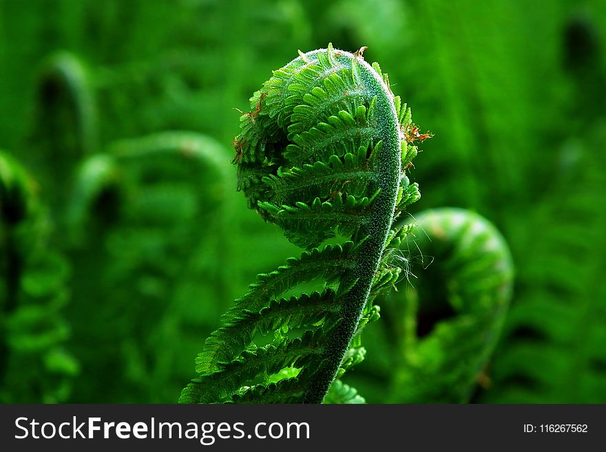 Vegetation, Ferns And Horsetails, Plant, Vascular Plant