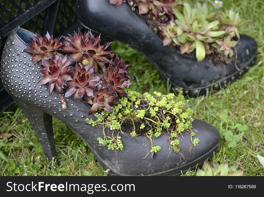 Plant, Grass, Shoe, Outdoor Shoe