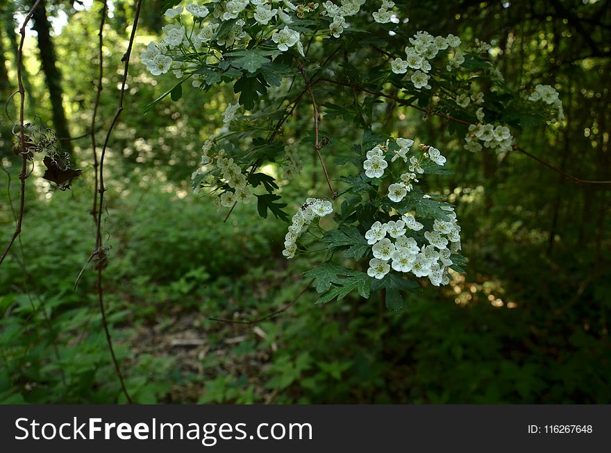 Vegetation, Flora, Plant, Flower