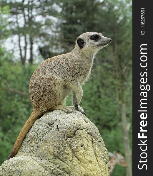 Meerkat, Mammal, Fauna, Terrestrial Animal