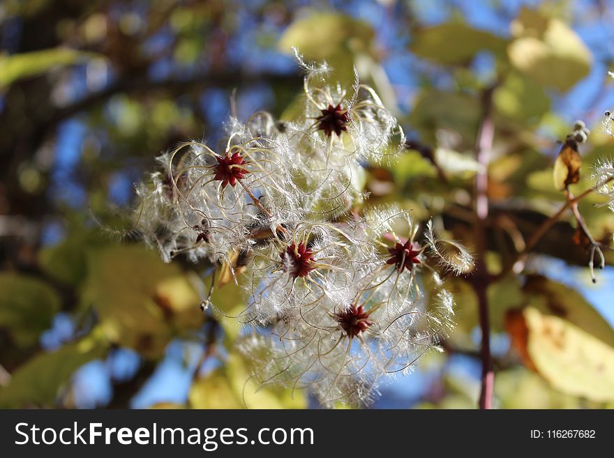 Vegetation, Flora, Close Up, Spring