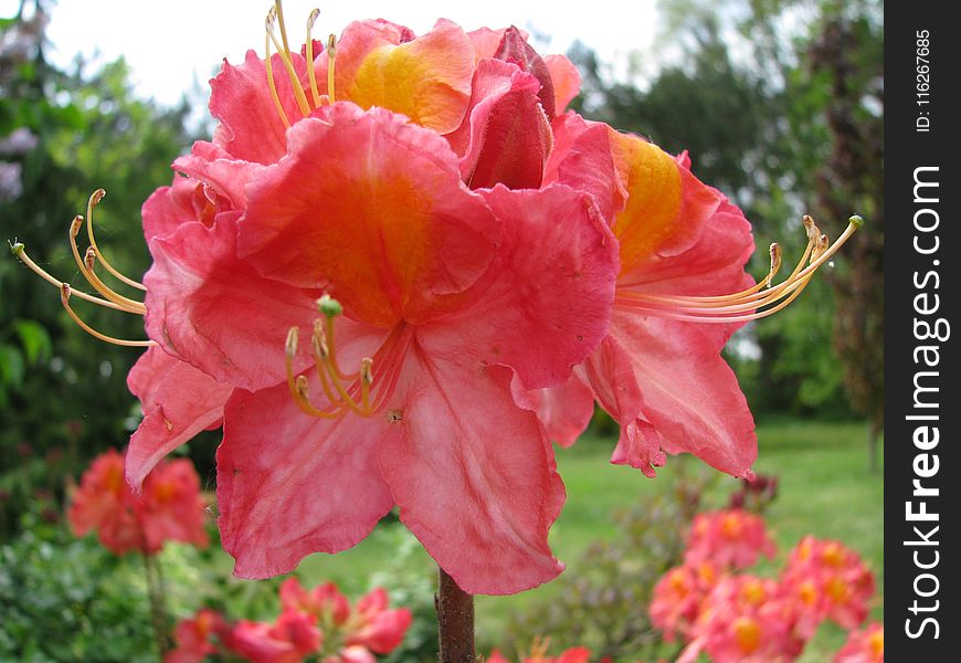 Flower, Plant, Woody Plant, Flowering Plant