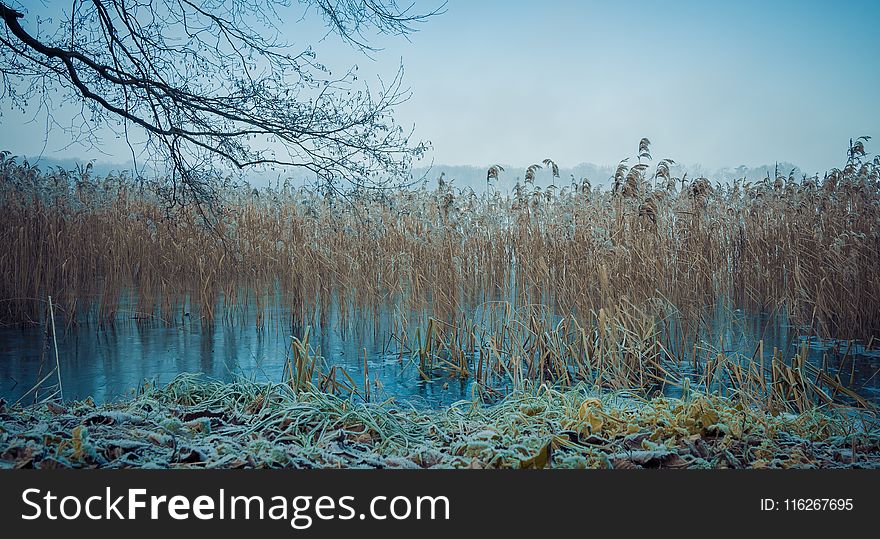 Ecosystem, Winter, Vegetation, Water