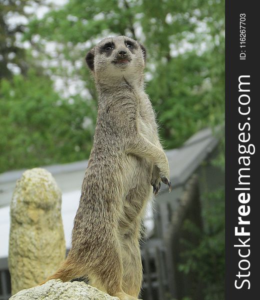 Meerkat, Mammal, Fauna, Terrestrial Animal