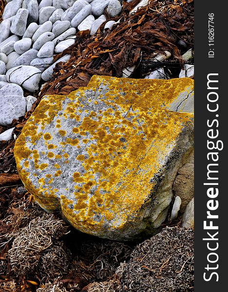 Yellow, Rock, Geology, Fungus