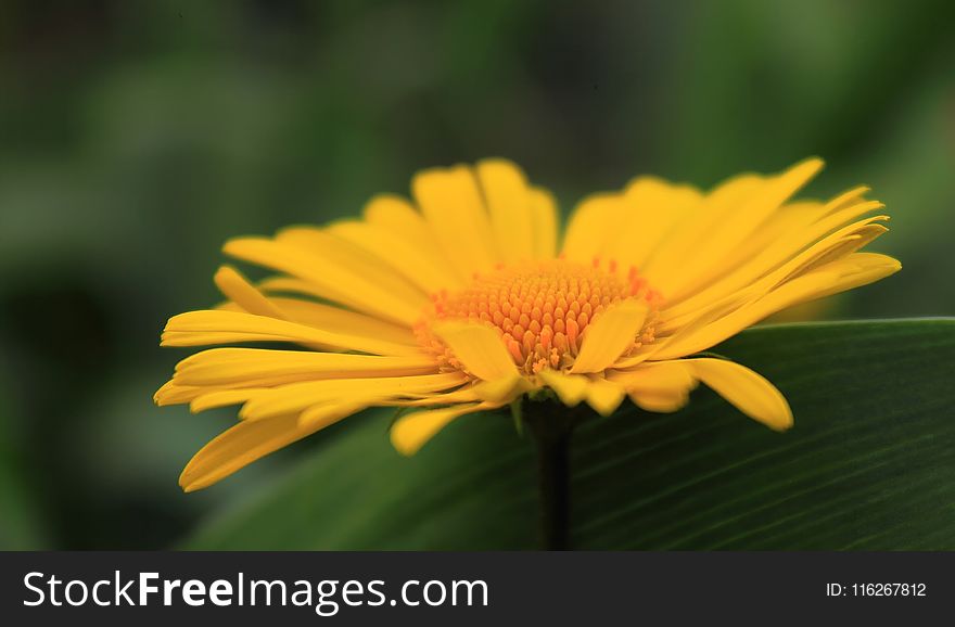 Flower, Yellow, Close Up, Petal