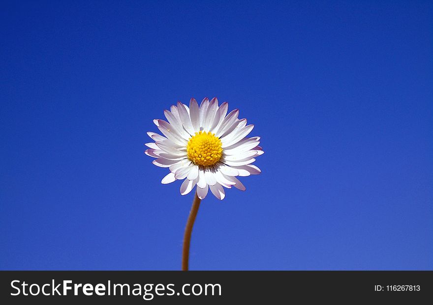 Flower, Sky, Blue, Oxeye Daisy