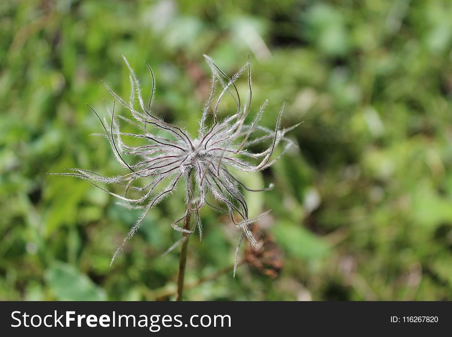 Plant, Flora, Vegetation, Flower