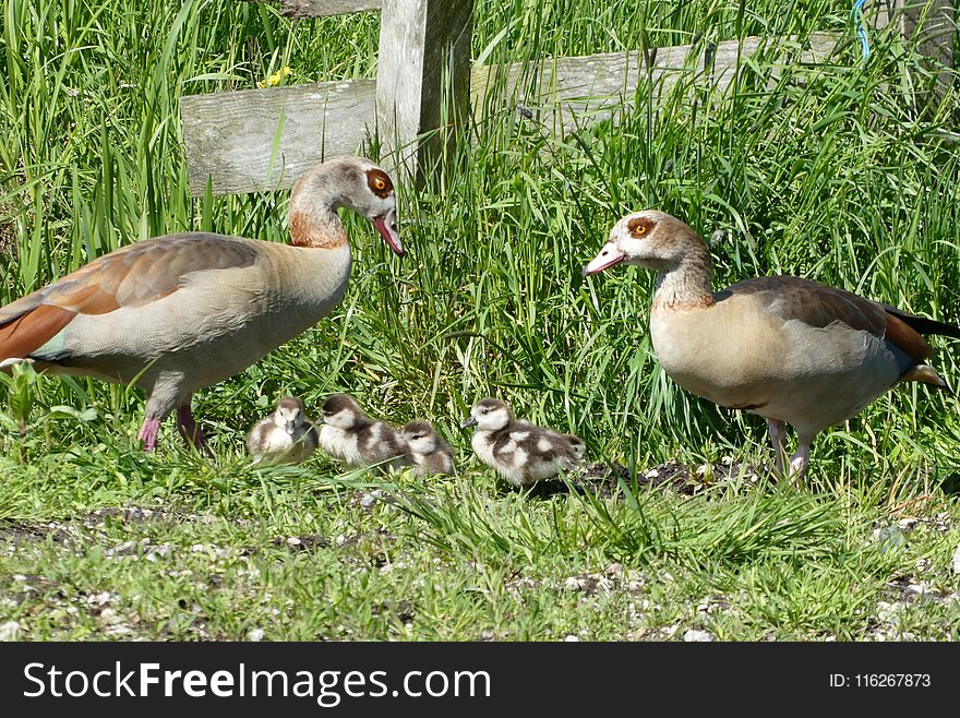 Bird, Duck, Water Bird, Ducks Geese And Swans