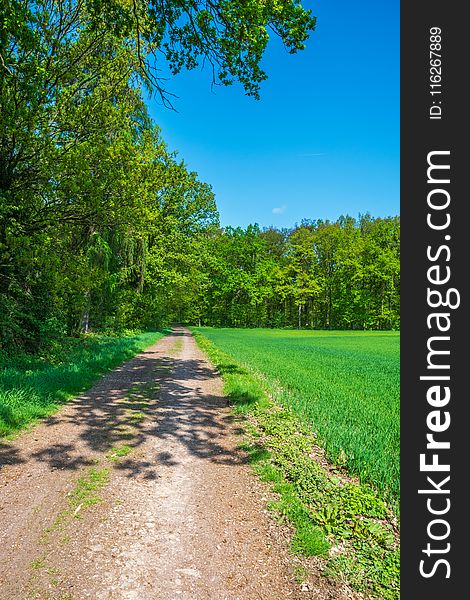 Road, Path, Nature, Vegetation