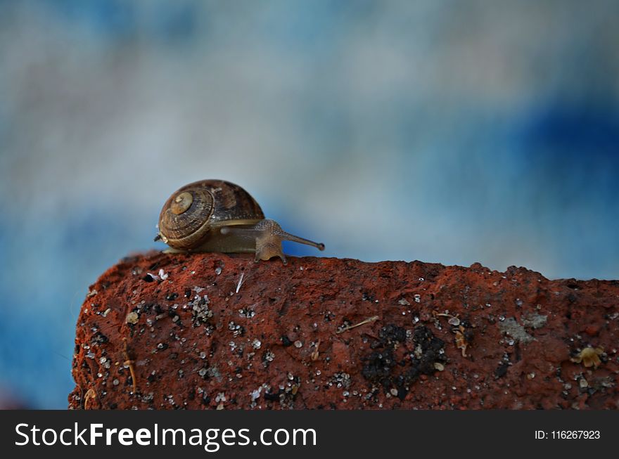 Snail, Snails And Slugs, Close Up, Organism