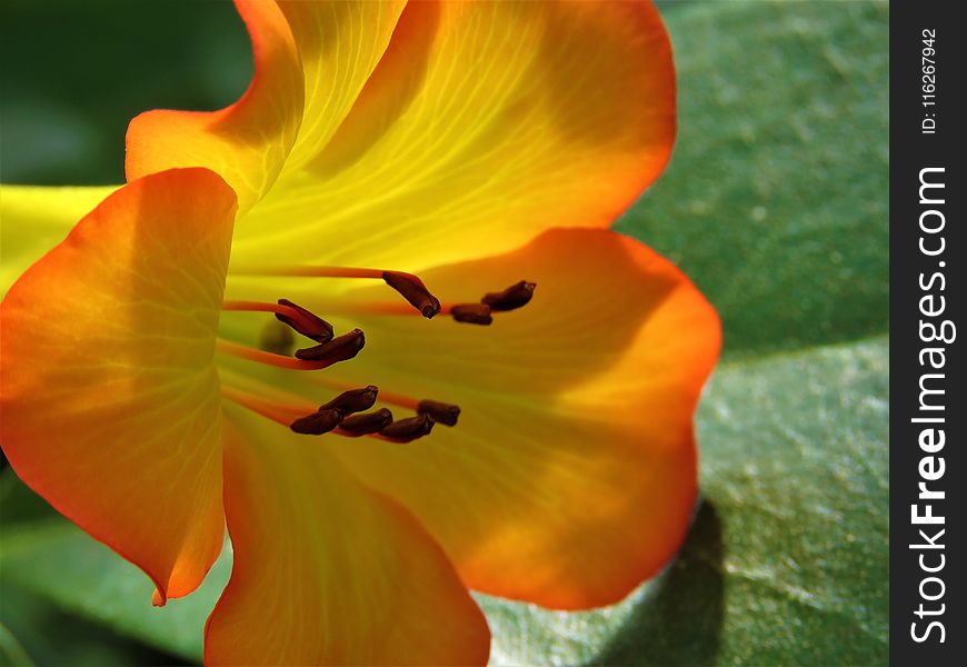 Flower, Yellow, Flora, Orange