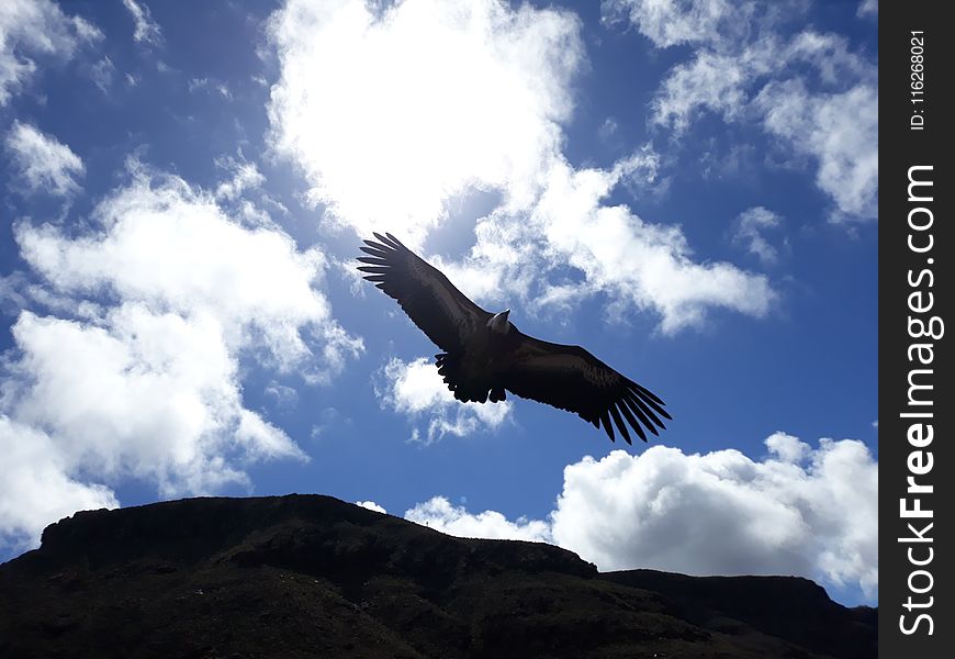 Sky, Bird Of Prey, Bird, Condor