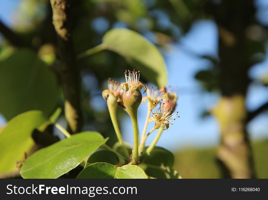 Plant, Flora, Vegetation, Branch