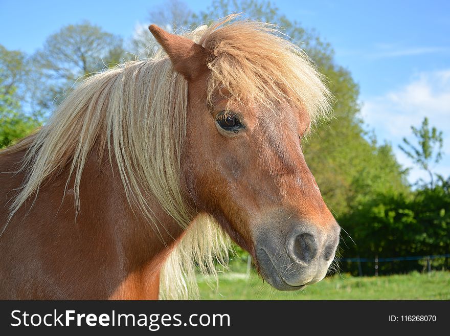 Horse, Mane, Pasture, Horse Like Mammal