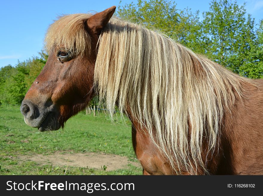 Horse, Mane, Horse Like Mammal, Mare