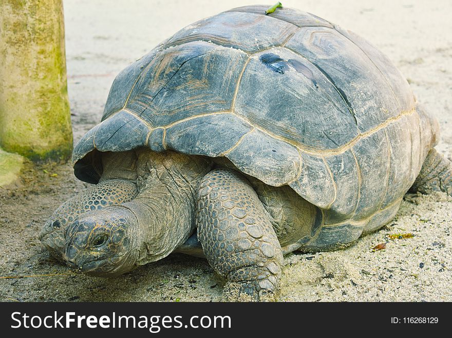 Tortoise, Turtle, Terrestrial Animal, Fauna