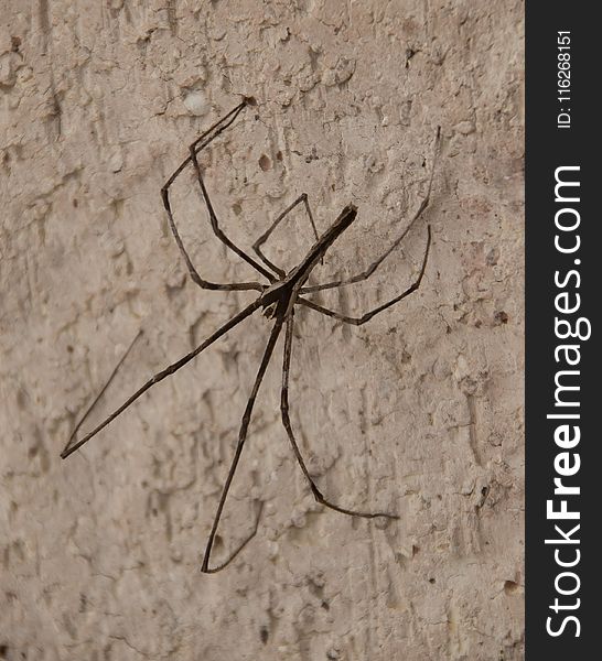 Arachnid, Invertebrate, Spider, Fauna