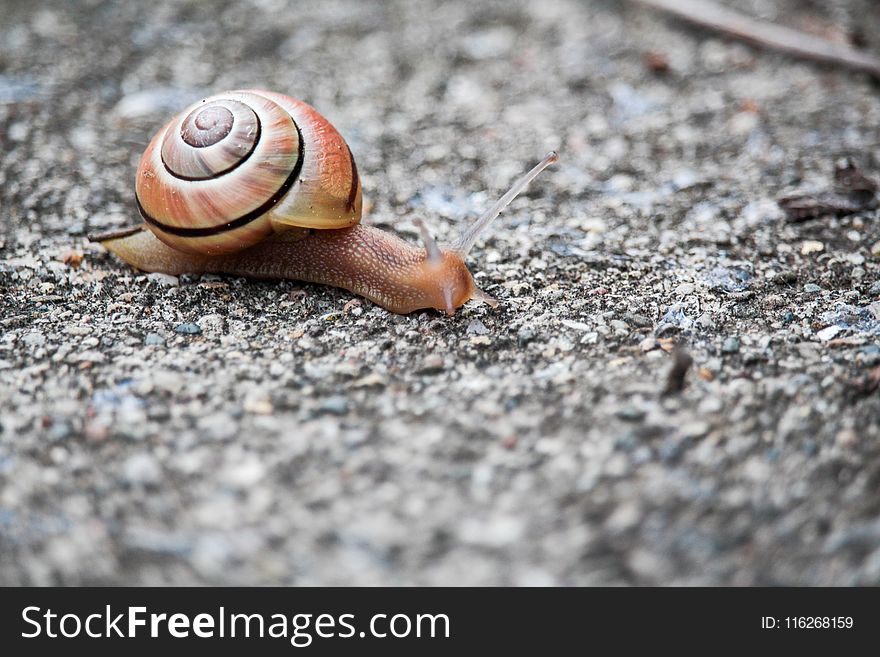 Snails And Slugs, Snail, Molluscs, Terrestrial Animal