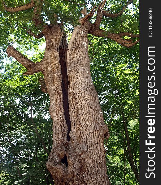 Tree, Woody Plant, Branch, Woodland