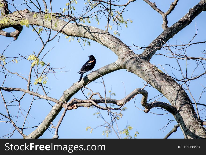 Bird, Tree, Branch, Fauna