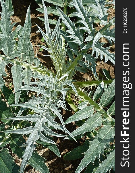 Plant, Cynara, Leaf, Artichoke Thistle