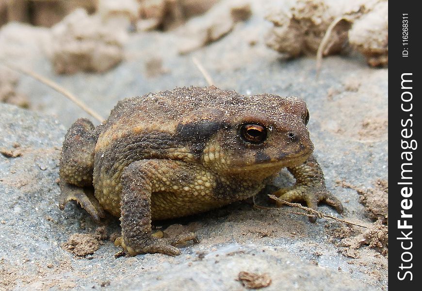 Toad, Amphibian, Terrestrial Animal, Frog