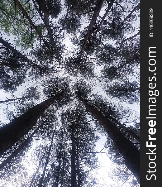 Tree, Woody Plant, Sky, Forest