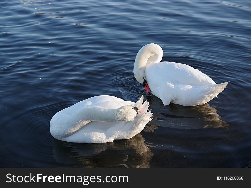 Swan, Water Bird, Bird, Water