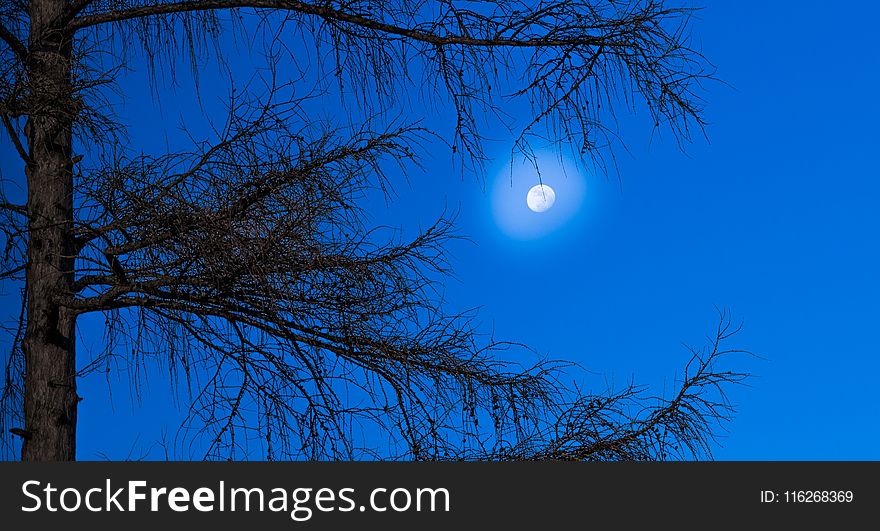 Sky, Branch, Tree, Moon