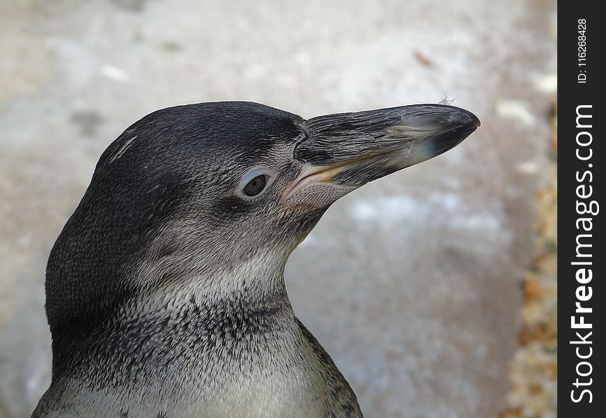 Bird, Penguin, Beak, Fauna