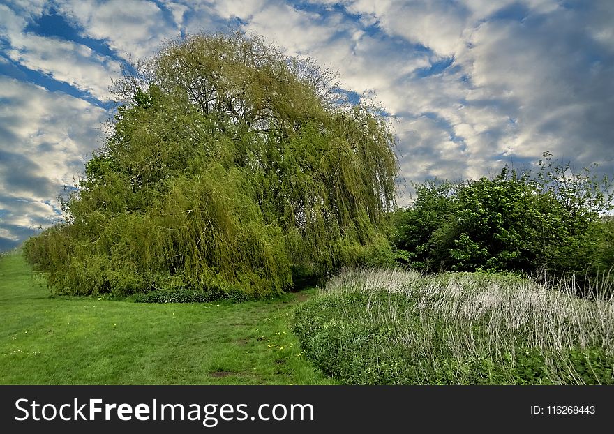 Sky, Cloud, Tree, Nature