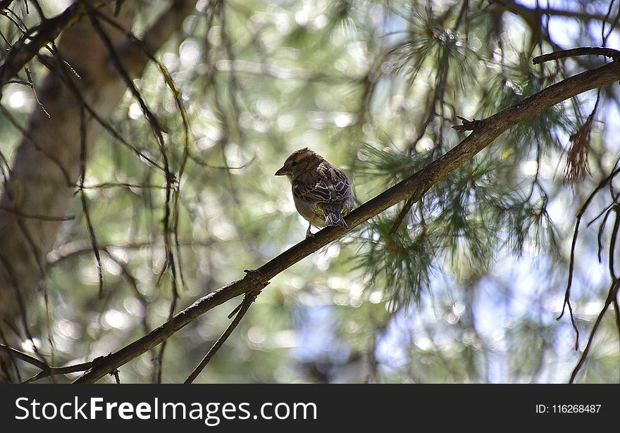Bird, Fauna, Ecosystem, Branch