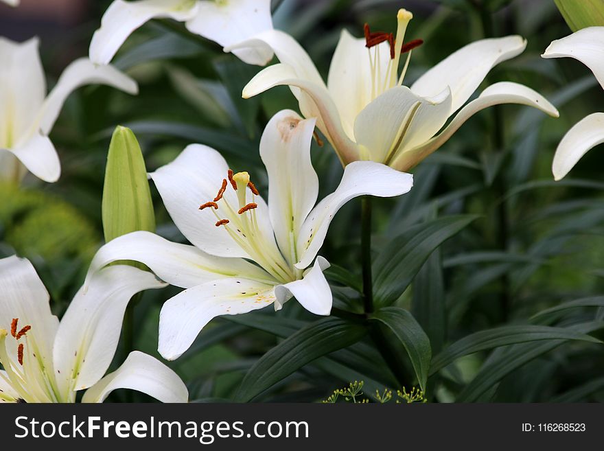 Flower, Plant, Lily, White