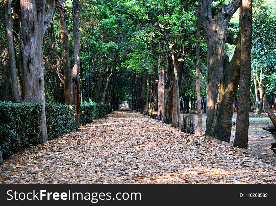 Tree, Path, Plant, Leaf