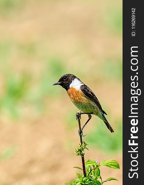 Beautiful stonechat - male resting on dry grass. Watching the surroundings. Photographed with telephoto lens 500mm from a short distance. Trencin - Slovakia. Beautiful stonechat - male resting on dry grass. Watching the surroundings. Photographed with telephoto lens 500mm from a short distance. Trencin - Slovakia.