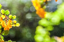 Close Up Of Cobweb Between Trees Lit By Sunlight. Selective Focus. Royalty Free Stock Images