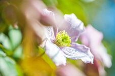 Summer Garden Background: Close Up Of A Summer Clematis Flower Royalty Free Stock Photos