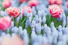 Two Bees Flying Among Pink And White Fringed Tulips And Blue Grape Hyacinths &x28;muscari Armeniacum&x29;, Selective Focus Royalty Free Stock Images
