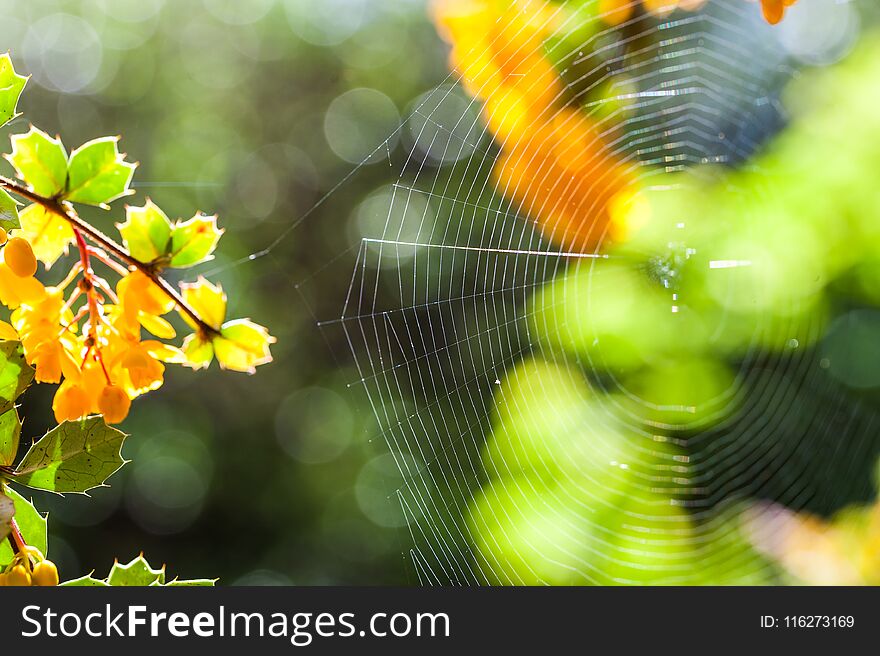 Close Up Of Cobweb Between Trees Lit By Sunlight. Selective Focus.