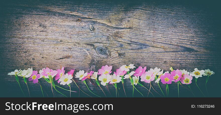 Old Wooden Retro Grunge Background With Multicolored Primrose Flowers In A Row With Copy Space