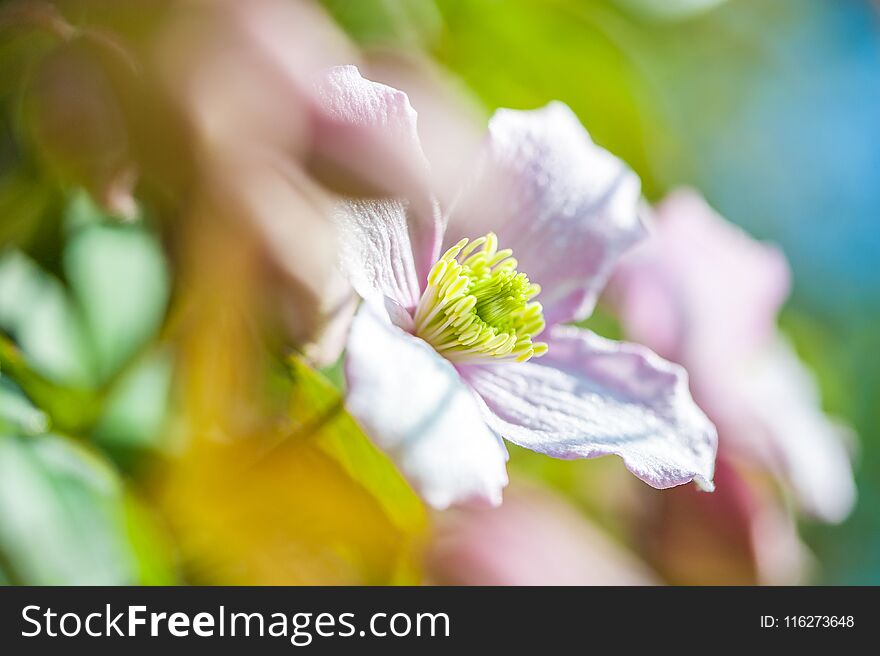 Summer garden background: close up of a summer clematis flower