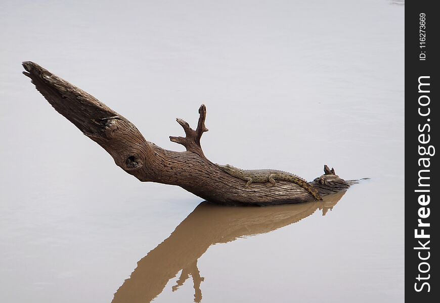 Baby Croc on a log