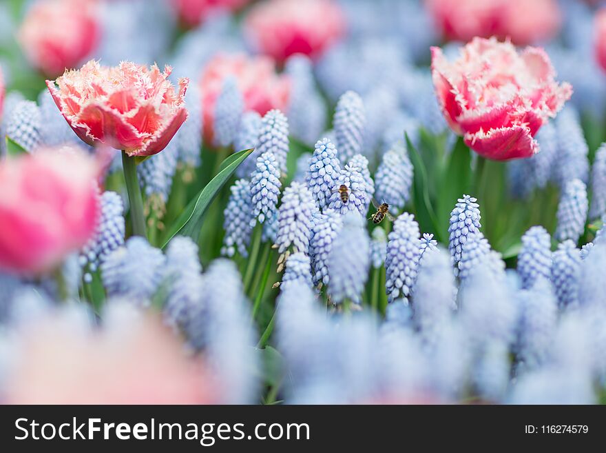 Two bees flying among pink and white fringed tulips and blue grape hyacinths &x28;muscari armeniacum&x29;, selective focus