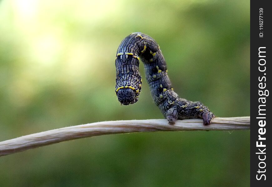 Caterpillar on the plant